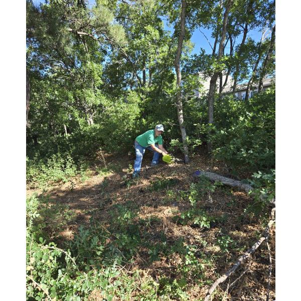 /Doc_Pics/I__304-826202411240PM__Darrel_Rogers_felling_oak_brush,_Aug_2024.jpg